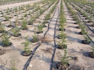 irrigation system Dubai